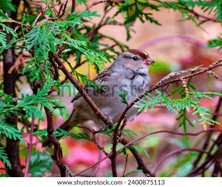American Tree Sparrow close-up side view perched with green forest background in its environment and habitat surrounding. Sparrow Picture.