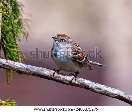 American Tree Sparrow close-up profile view perched on a branch with a soft brown background in its environment and habitat surrounding.