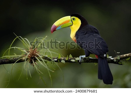 Keel billed toucan in Costa Rica 
