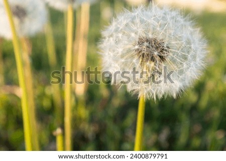 A fluffy dandelion in a green grass with yellow dandelions, side view. A large blowball on the bon for post, screensaver, wallpaper, postcard, poster, banner, cover, website. High quality photography