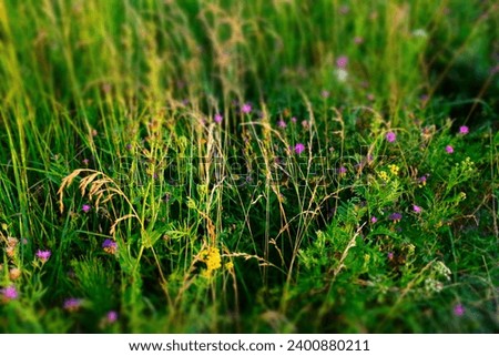 Summer meadow background, selective focus. Multicolor grass field. Meadowland texture for publication, design, poster, calendar, post, wallpaper, postcard, cover, web. High quality photography