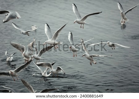 Busy gulls are fighting for bread bits.