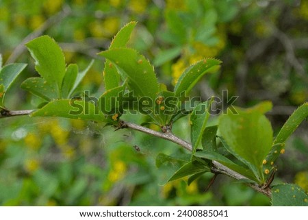 leaves of barberry shrub (Berberis sp.), host of a serious crop pathogen Puccinia graminis,.Barberry leaves affected by Puccinia graminis.