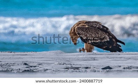 The greater spotted eagle, also called the spotted eagle, is a large migratory bird of prey belonging to the family Accipitridae.