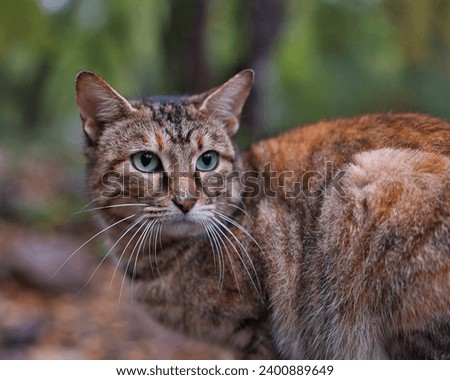 this picture was taken when the cat looked at some Bird in the forest like a tiger , this picture was taken in the beginning of December 2023 in Taza, jijel, Algeria.