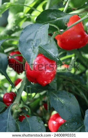 A potted red bell pepper plant growing in a vegetable garden in the yard. Royalty-Free Stock Photo #2400890331