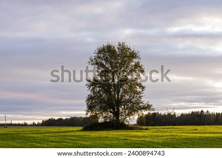 Beautiful autumn landscape with one tree in the field. Evening, shadows, cloudy sky. Natural desktop background.