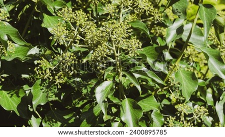 (Hedera helix) European ivy climbing, ornamental plant. Cordate, waxy and leathery dark green leaves on stems bearing clusters of immature round berri Royalty-Free Stock Photo #2400895785