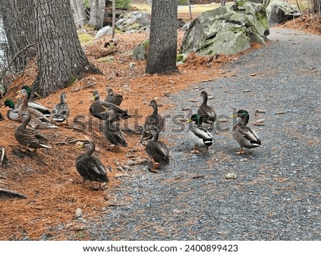 A flock of ducks looking for corn as they waddle along a hiking trail.