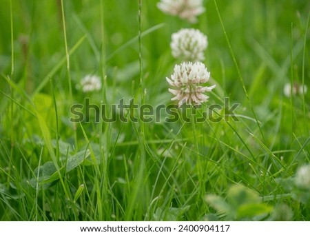 Trifolium repens, the white clover, is a herbaceous perennial plant in the bean family Fabaceae.