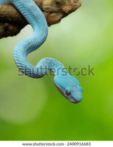 Trimeresurus Insularis, a Beautiful Snake Native to Indonesia with Dangerous Venom