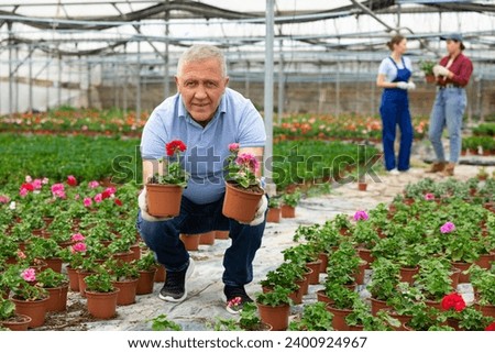 senior male gardener of plant growing direction shows and offers to choose between pink and red geraniums transplant seedlings Royalty-Free Stock Photo #2400924967
