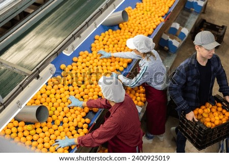 High angle view of group of people working in citrus processing factory. Female workers sorting tangerines on conveyor line, young man helper stacking boxes of selected fruits.. Royalty-Free Stock Photo #2400925019