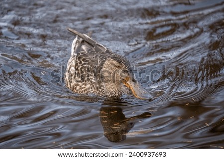 Female Northern Shoveler (Hashibirogamo) is swimming leisurely on the surface of the water reflecting the yellow leaves of Metasequoia