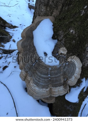 Ganoderma applanatum,these wood-decay fungus fruits are used as a drawing medium for artists.champignon,seta, hongo,Pretty mushroom picture,a picture of a wild mushroom,spirit, mushrooms, food, backgr