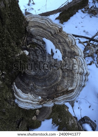 Ganoderma applanatum,these wood-decay fungus fruits are used as a drawing medium for artists.champignon,seta, hongo,Pretty mushroom picture,a picture of a wild mushroom,spirit, mushrooms, food, backgr