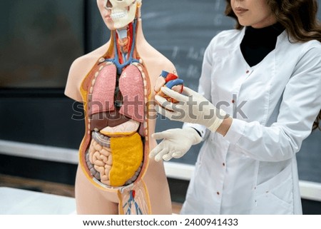 anatomy and biology teacher showing human organs on a human model Royalty-Free Stock Photo #2400941433