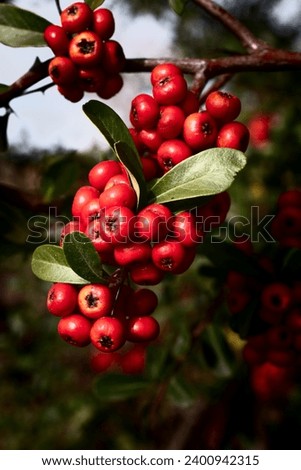 High Quality close up of a Scarlet Firethorn bush Royalty-Free Stock Photo #2400942315