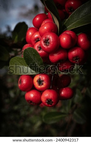 High Quality close up of a Scarlet Firethorn bush Royalty-Free Stock Photo #2400942317