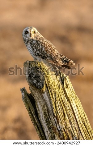short-eared owl perching on a wooden pole, British Columbia, Canada