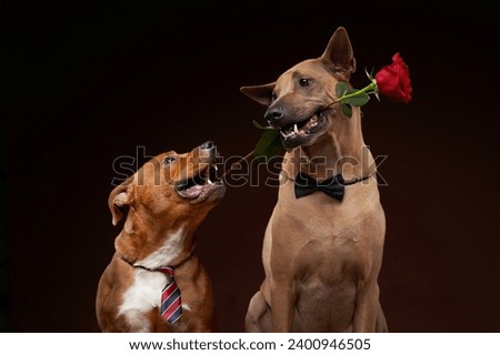 A Thai Ridgeback and a Staffordshire Bull Terrier dog, clad in formal attire, share a whimsical moment with a rose on dark background  Royalty-Free Stock Photo #2400946505