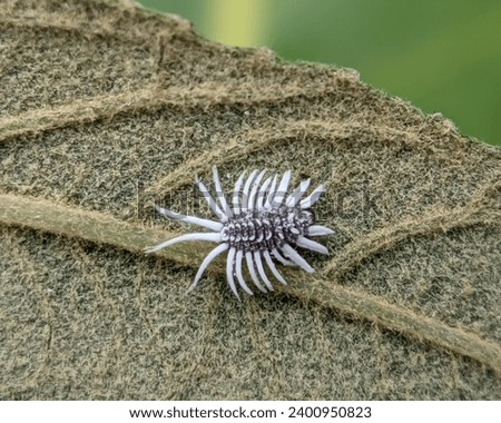 Mealybugs are insects in the family Pseudococcidae, unarmored scale insects found in moist  warm habitats Royalty-Free Stock Photo #2400950823