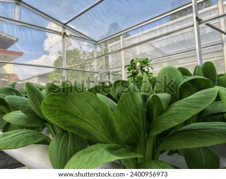 Pakcoy or bok choy (Brassica rapa Chinensis Group; mustard greens or Brassicaceae) is a popular vegetable. Pakcoy (Pok Choy atau Bok Choy) grows in a hydroponic garden. Organic Vegetables. Agriculture Royalty-Free Stock Photo #2400956973
