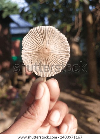 White Mushroom photos. mushroom pictures