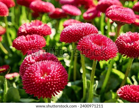 Beautiful picture of red dahlia. Wallpaper of beautiful flower. Red dahlia flower in garden. Red flowers.