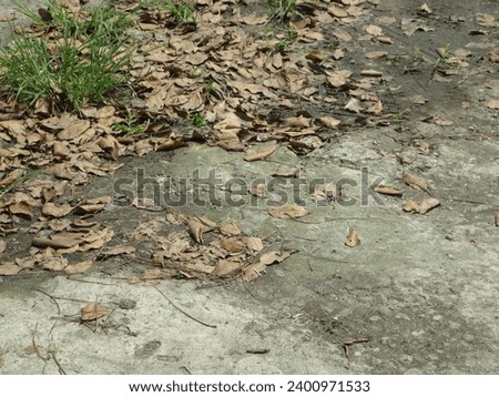 Dry leaves, withered brown, scattered in the parking area outside the building during the day.Selected focus.
