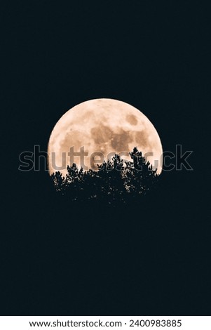 A close-up picture of the moon and the trees in front of it, in black and white.