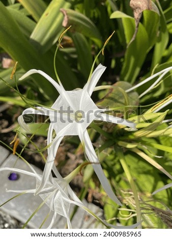 White spider lilies, beautiful, vibrant 