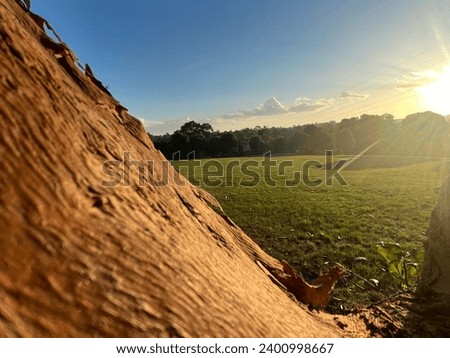 
This image features a close-up view of a tree trunk with the sun setting in the background, casting warm light across a grassy park.