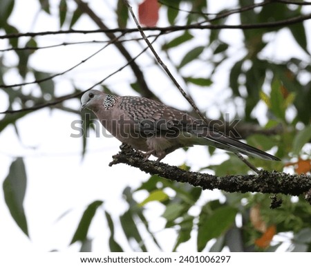 Spotted dove (Spilopelia chinensis) spotted at Lakshmi estate, Munnar