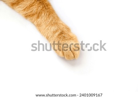 Ginger cat paw on the table. Happy tabby cat relaxing at home.  Royalty-Free Stock Photo #2401009167