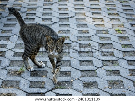 Striped Gray Cat Strolling Outdoors
