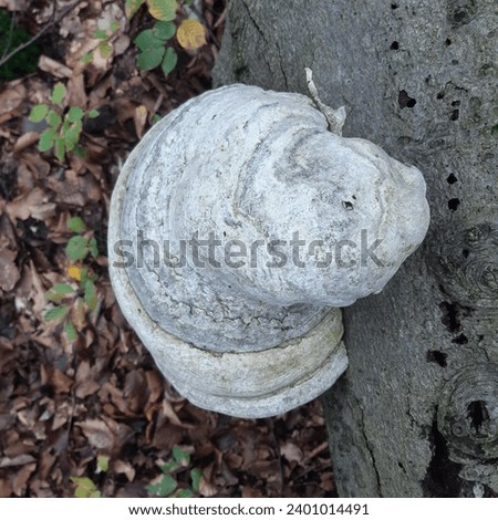 Fomes fomentarius is a species of fungal plant pathogen found in Europe, Asia, Africa and North America. The species produces very large polypore fruit bodies which are shaped like a horse's hoof. 