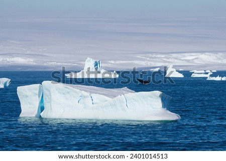 Glaciers, icebergs and the tail of a whale. Global warming, melting glaciers - concept Royalty-Free Stock Photo #2401014513
