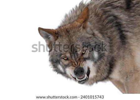  gray wolf with a grin is isolated on a white background. Royalty-Free Stock Photo #2401015743