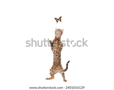 Bengal cat standing on its hind legs isolated on a white background. Royalty-Free Stock Photo #2401016129