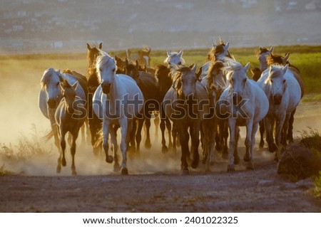 Yılkı Horses in Kayseri Turkey