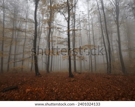 Autumn foggy beech forest scene.
