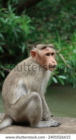 Monkey Forest Pictures
images - forest  