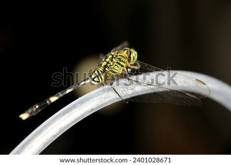 Green dragonfly (Orthetrum sabina Drury) perched on a hose, close-up photo seen from the side Royalty-Free Stock Photo #2401028671