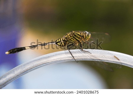 Green dragonfly (Orthetrum sabina Drury) perched on a hose, close-up photo seen from the side Royalty-Free Stock Photo #2401028675