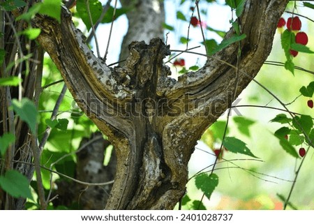 Growth shape of forest trunks and leaves