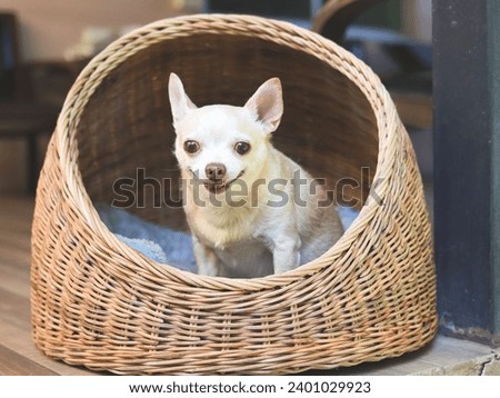 Portrait of brown short hair chihuahua dog sitting in wicker or rattan pet house in balcony, smiling and looking at camera.