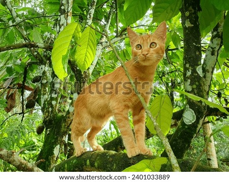 An orange cat on a tree, monitoring its territory.