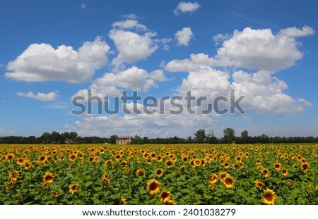 Sunflower field with a farm house in the background under the blue sky