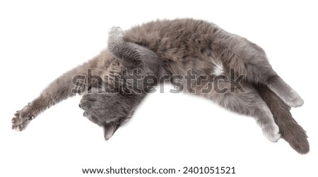 Gray cat isolated on transparent background. Close-up .